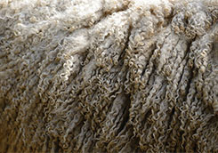 cashmere